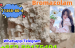 mediacongo